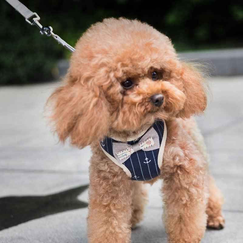 Breathable Pet Leash: Keep Your Furry Friend Cool and Comfortable