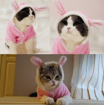 Cozy Bunny Cat Hoodie