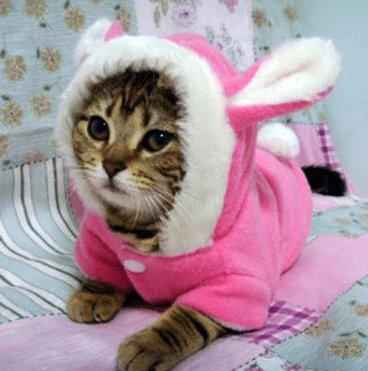 Adorable Bunny Ear Cat Hoodie for Your Furry Fashionista